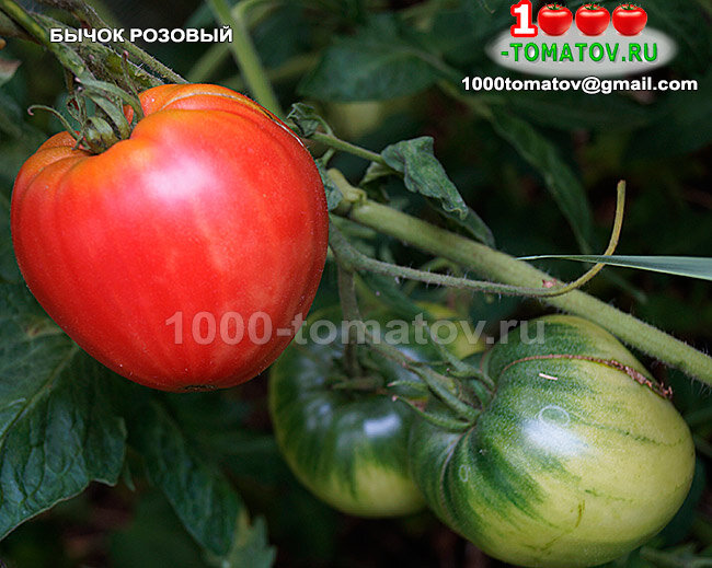 Томат Бычок розовый фото 2