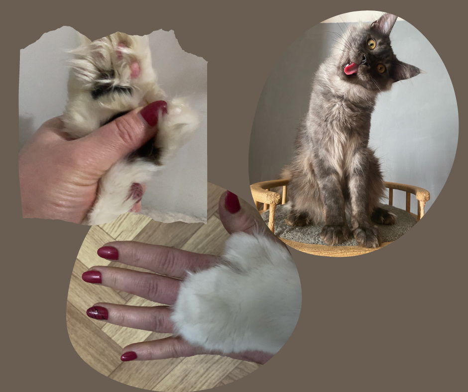 Фото питомника Apotropey