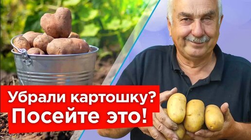 Вот что посейте сразу после уборки картофеля! Хороший способ оздоровить и восстановить плодородие почвы