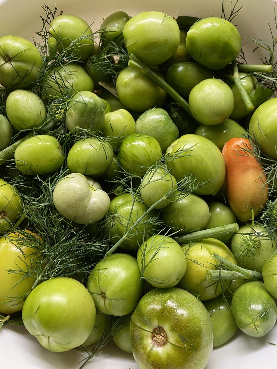 Зеленые помидоры - подготовка к квашению