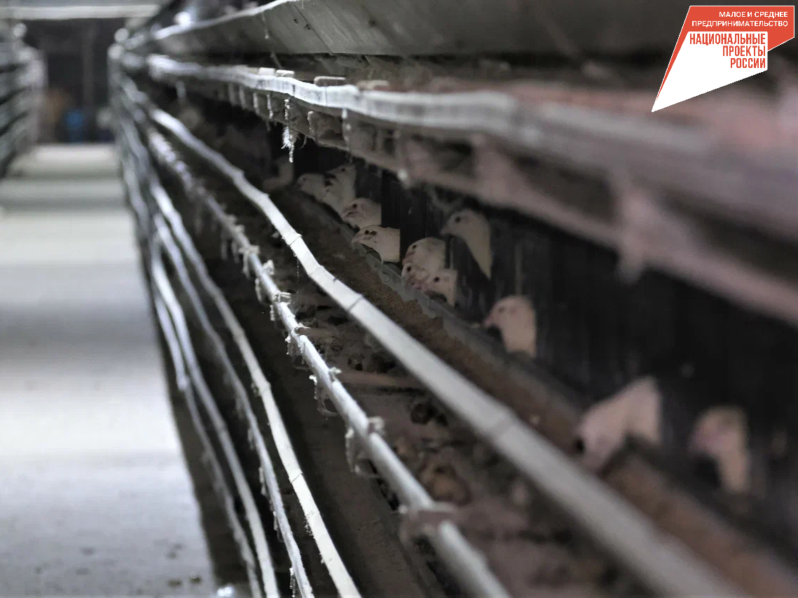 Помещение для содержания перепелов