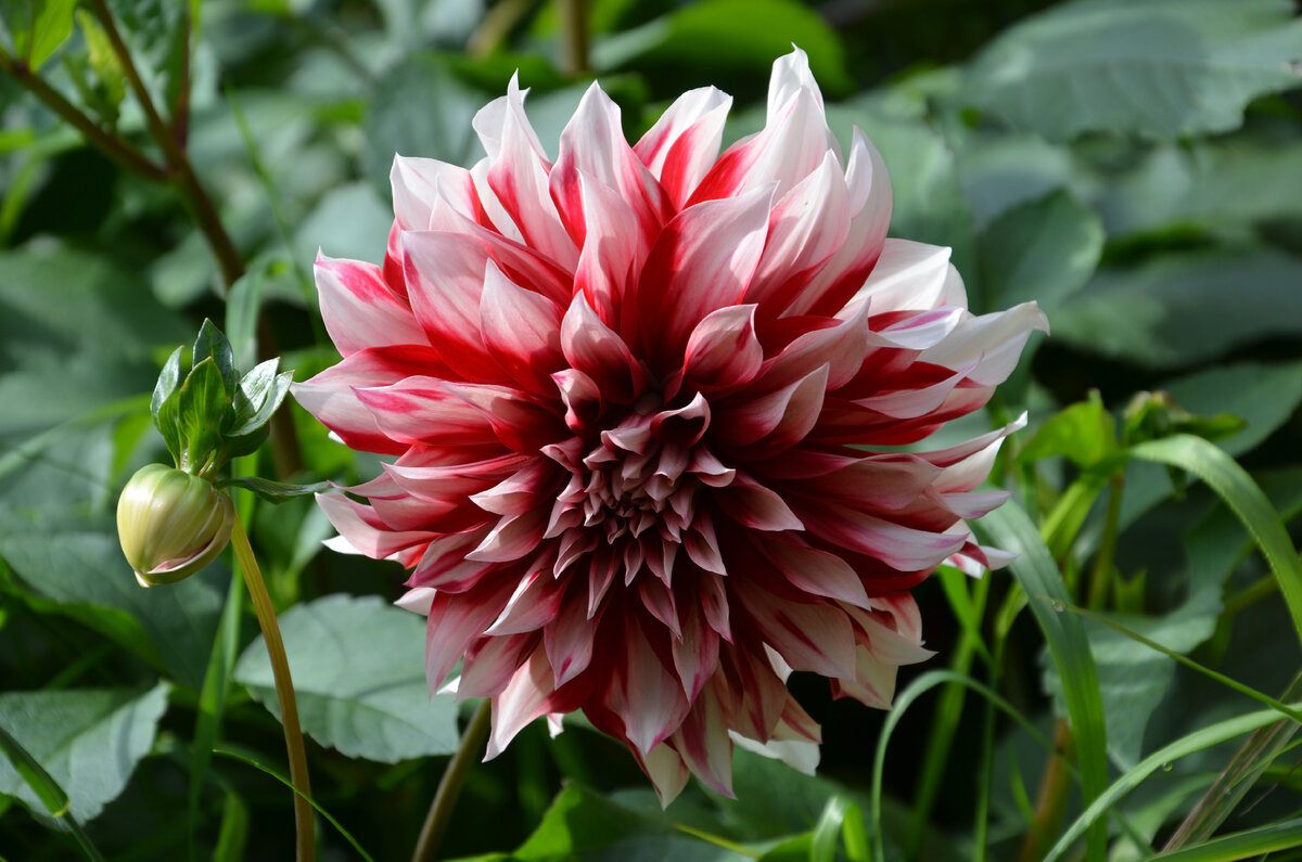 Георгин Императорский Dahlia Imperialis