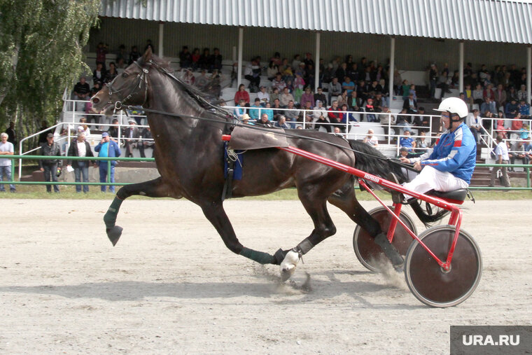    Первые соревнования на новом ипподроме состоятся 2 сентября