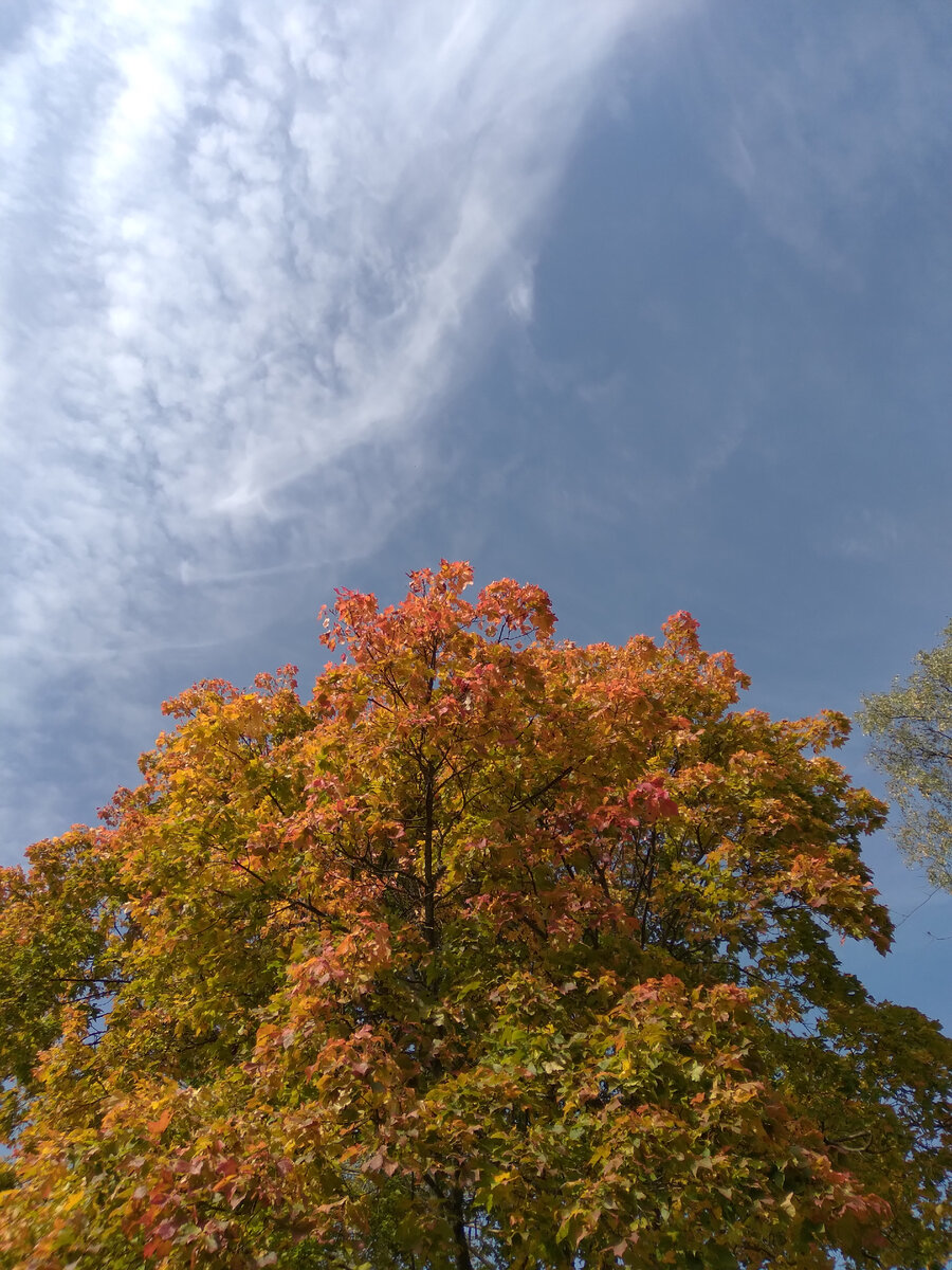 Осень бывает красива очень короткое время. Как один миг пролетают вот эти клёны, выкрашенные "колдовским каким-то цветом".