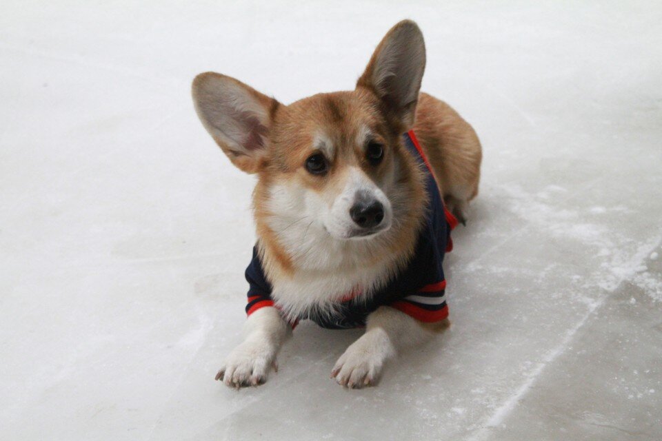    Корги по кличке Локи стал живым талисманом нижегородского "Торпедо". Мария СОРОКИНА