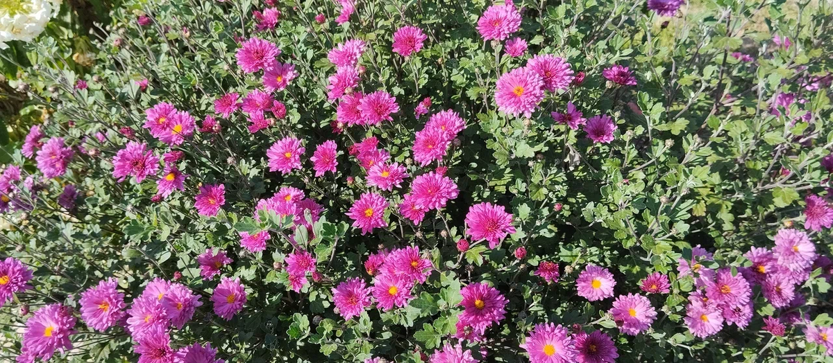 Цветочки для картинки