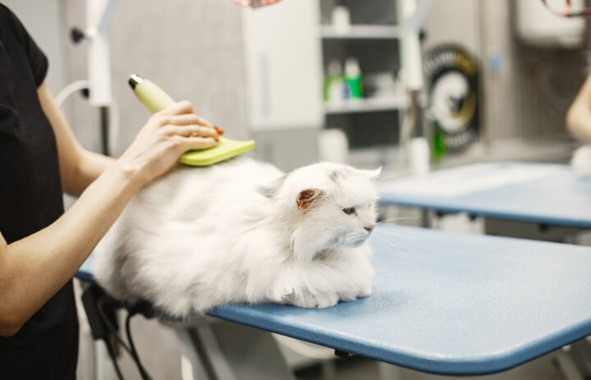 1 Уход за шерстью: Расчесывание помогает удалить остатки мертвых волос, пыль и грязь из шерсти кота. Это уменьшает вероятность образования комков и улучшает состояние шерсти.                                 
2 Массаж и стимуляция кожи: Расчесывание также служит массажем для кожи кота, стимулируя циркуляцию крови и способствуя общему здоровью кожи и шерсти.
3 Связь и общение: Расчесывание может быть приятным процессом для вас и вашего кота, укрепляя взаимоотношения и доверие между вами.