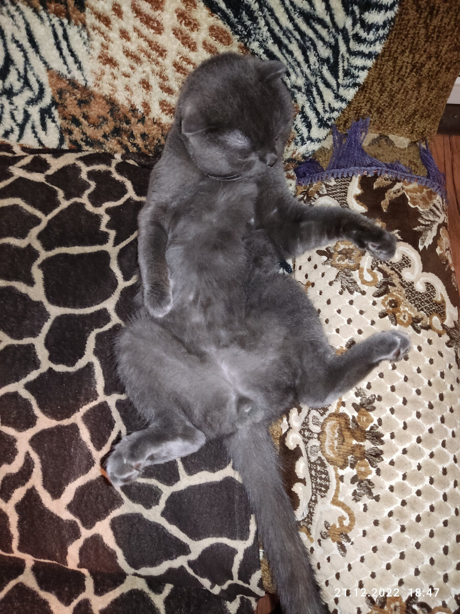 Котик. Личное фото. 