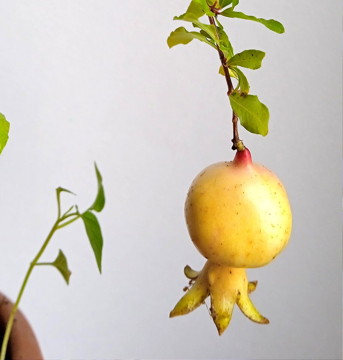 На моём подоконнике зреет маленький гранат. Фото автора