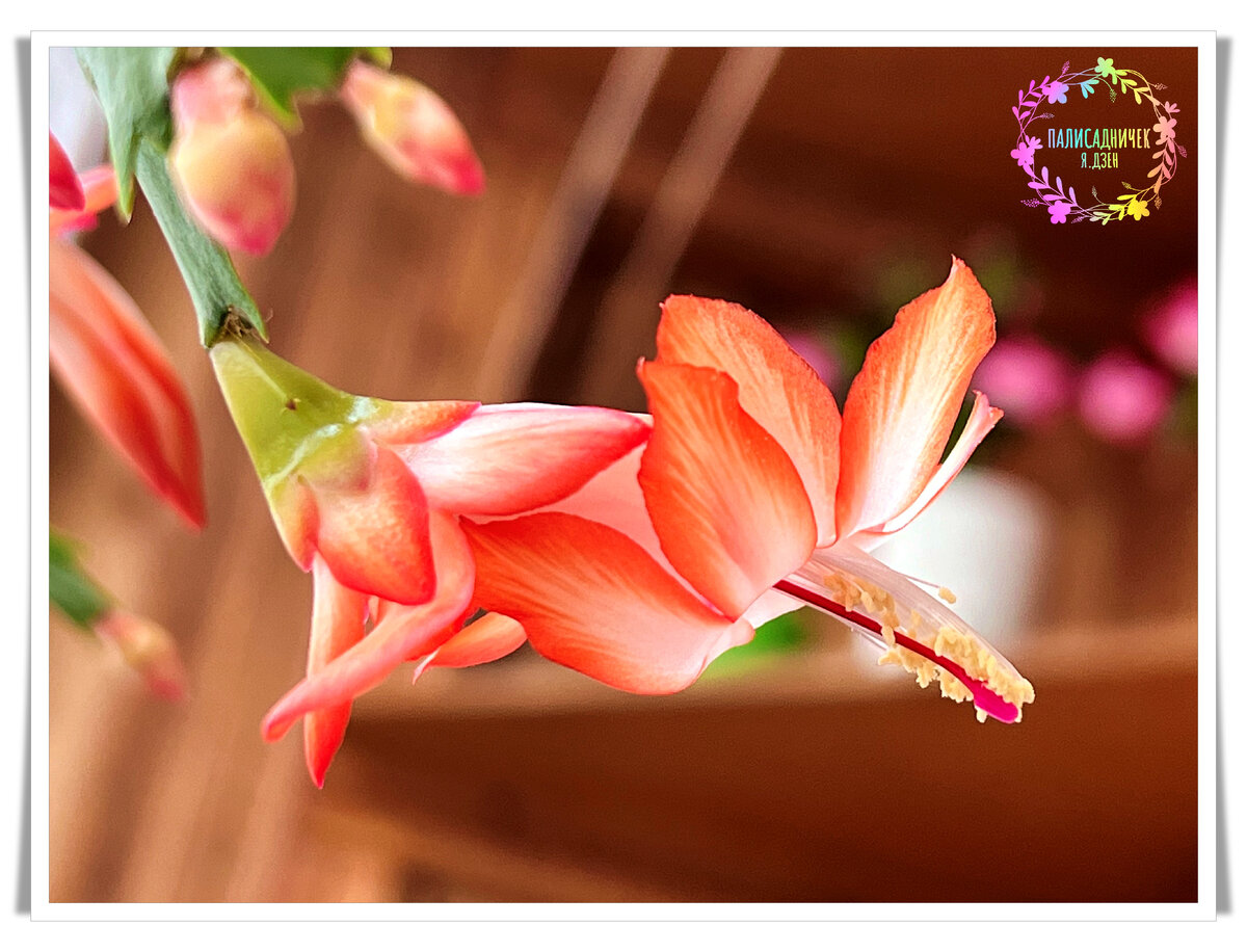 Это, кстати, сорт, который очень часто вы мне в этом сезоне для посылок заказывали. По всей РФ разлетелись череночки моего рыжика, Thor Vida.