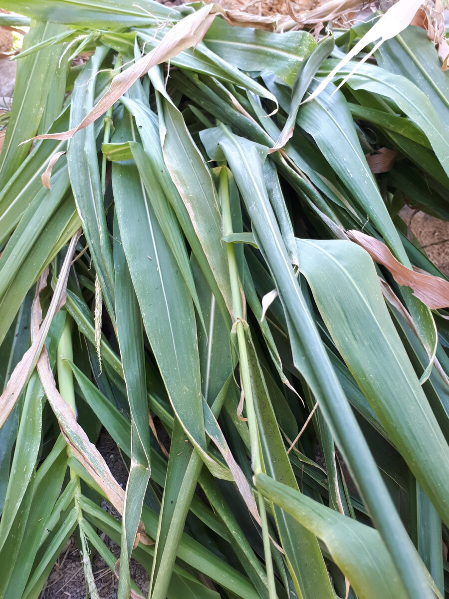 Початки людям - зелень козам