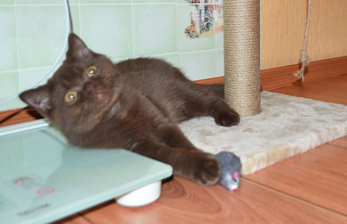 Попалась родимая...