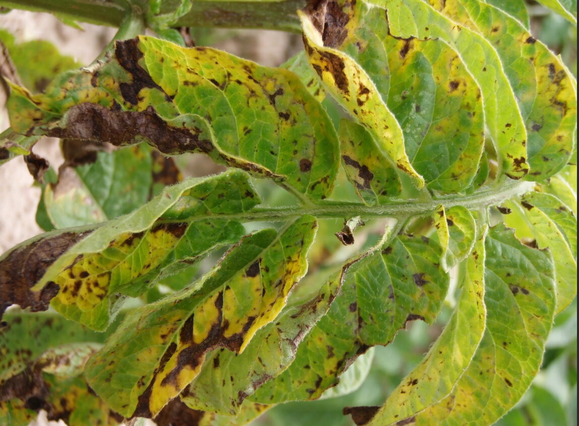 Июль и август – самое время разгула фитофтороза. Сейчас температура нестабильная, ночные и дневные перепады большие, поэтому есть риск возникновения фитофторы.-2