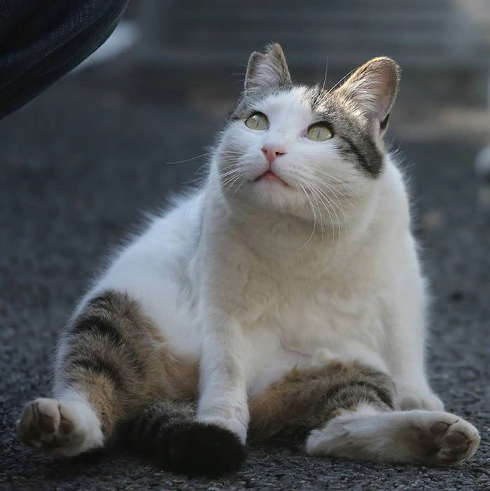 Уверена, вам это понравится! Это подборка фотографий, сделанных японским фотографом Масаюки Оки. Видимо, этот Масаюки любит кошек не меньше, чем мы с вами!-9