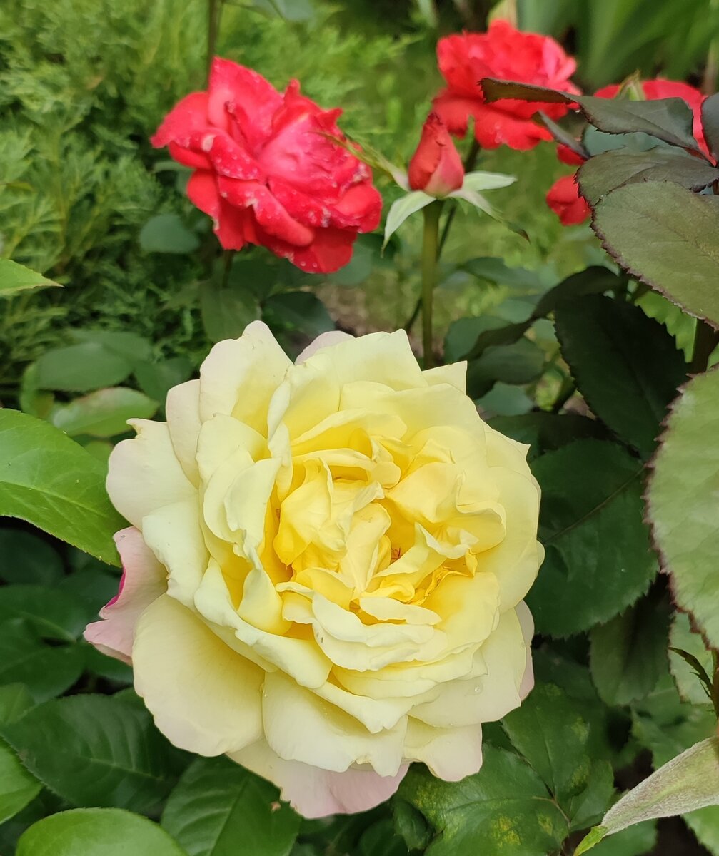 Королева! Глория Дэй. Не устаю ей любоваться во всех стадиях роспуска