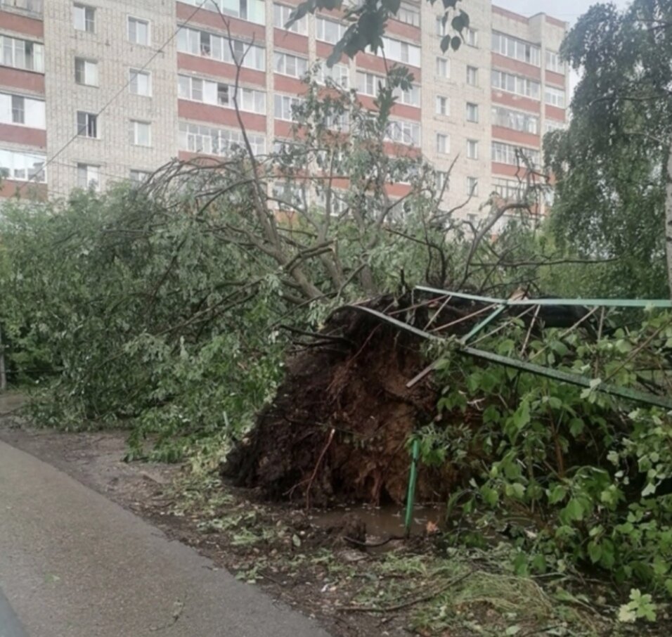 13 июля 2023 г. Ураган в Арзамасе 08.07.2023. Ураган в Нижнем Новгороде. Поваленное дерево. Сильный ветер.