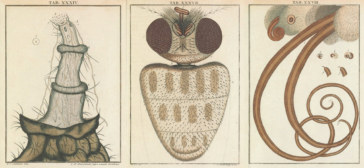 Насекомые под микроскопом.