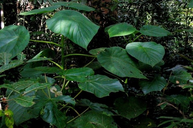    Правда ли, что «жалящее дерево» — самое опасное растение на свете?