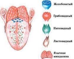 Почему пропадает обоняние?