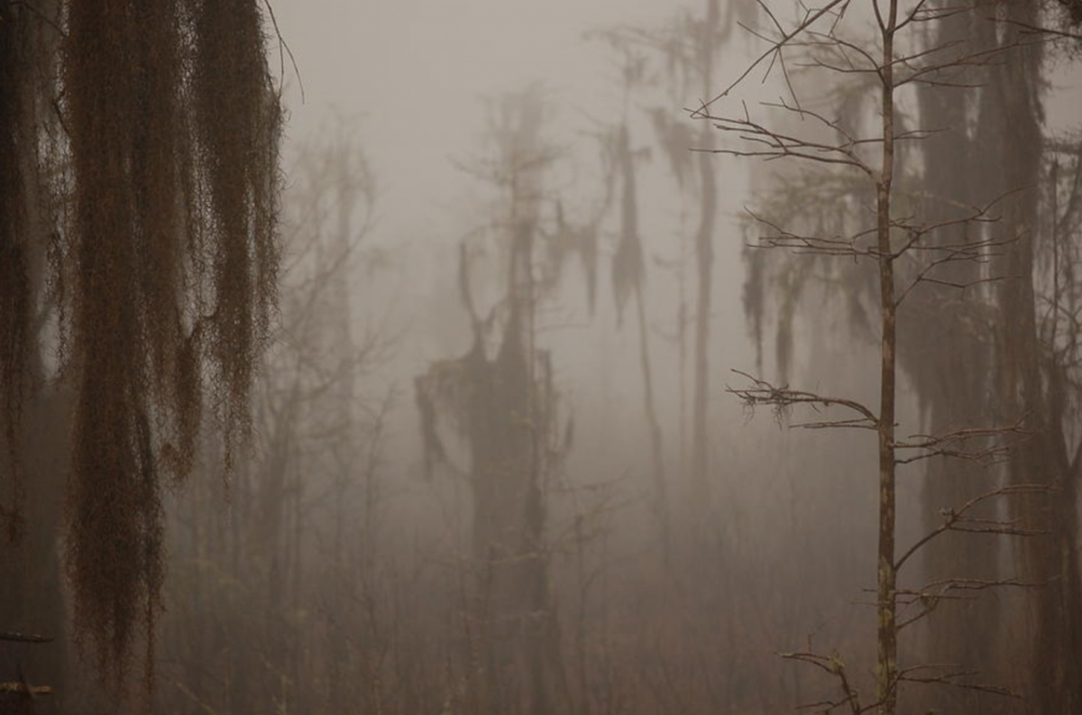 Призрак болот. Мрачные болота. Страшный лес в тумане. Туманные болота.