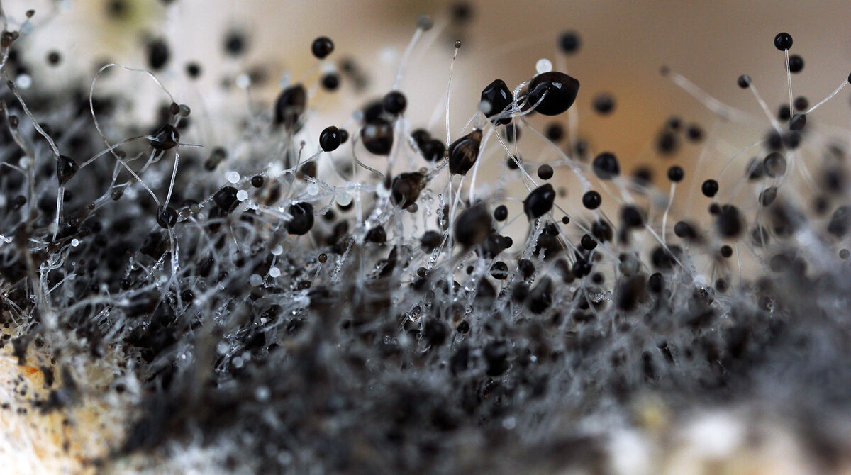 Черная плесень под микроскопом