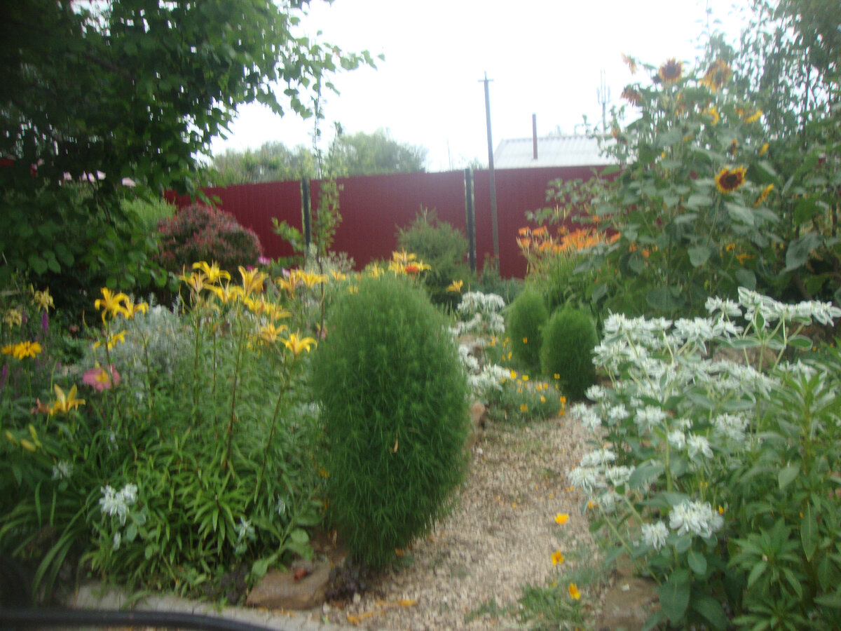 А гиганты подсолнухи видели?