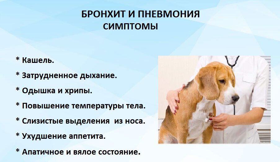 Симптомы и лечение пневмонии у собак