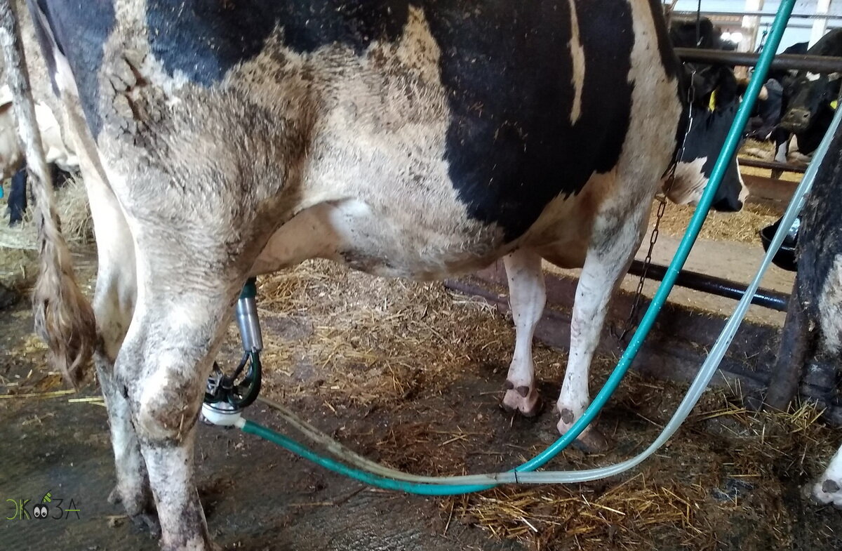 Дойка на аппарат.