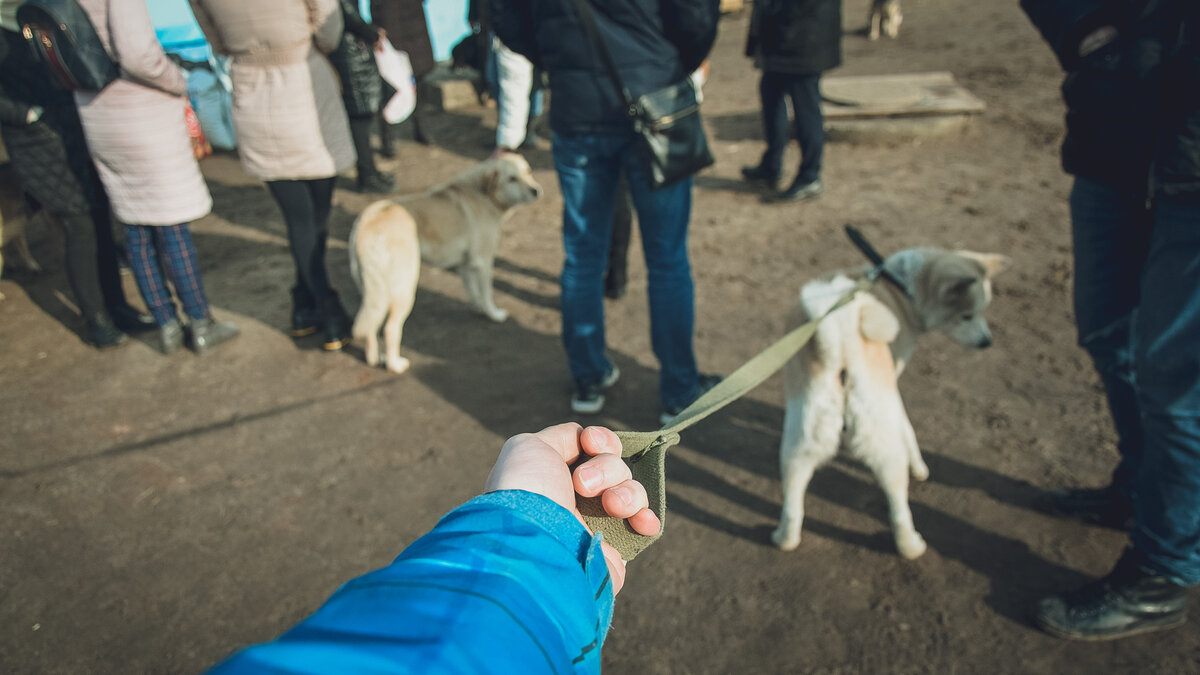 Где в Нижнем Тагиле разрешено выгуливать собак | Новости Тагила  TagilCity.ru | Дзен