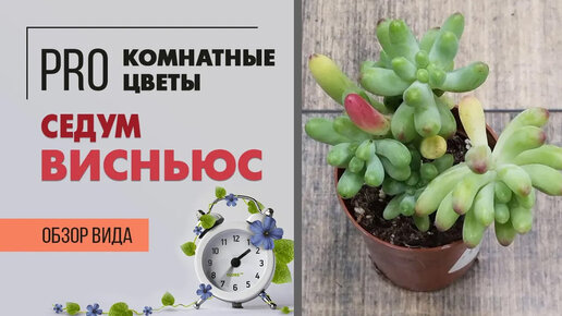 Интересное комнатное растение. Суккулент Седум Висньюс - миниатюрное комнатное деревце. Обзор сорта