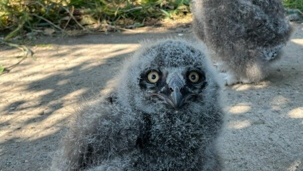     В зоопарке Ижевска у пар полярных сов и филинов появились птенцы.