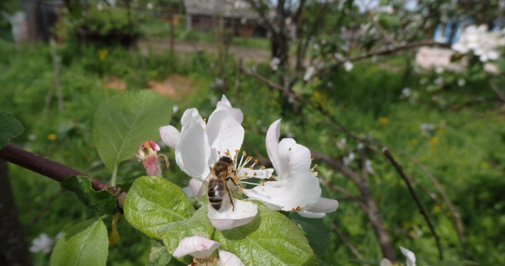 Как спасти урожай яблони, груши, сливы и вишни, если опадают завязи?