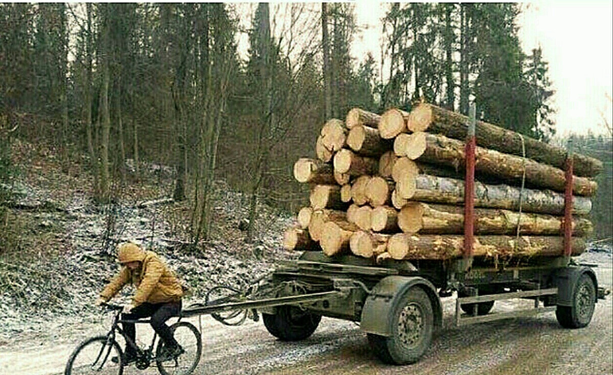 Лес -это для финнов всё теперь, когда нет нефти.   фото: картинки  яндекса.