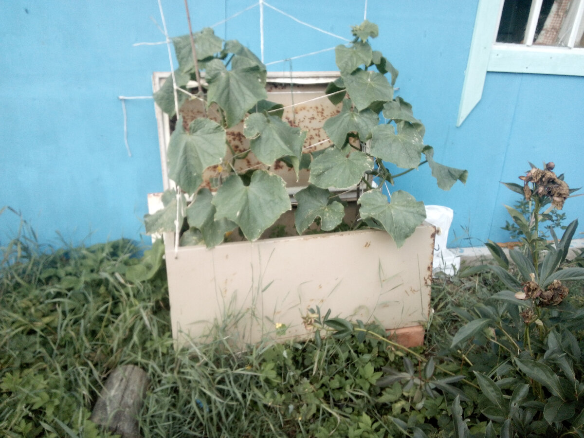 Вот так я использовал старый холодильник.