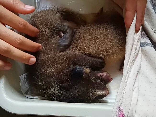 Чешутся, когда гладишь живот,как собачки