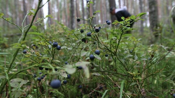    © Sputnik / Алексей Мальгавко