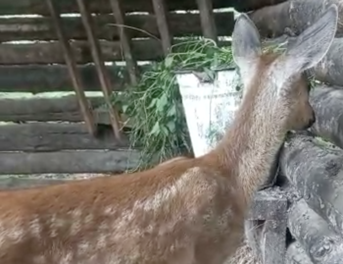    Фото: дирекция по охране и использованию животного мира и ООПТ