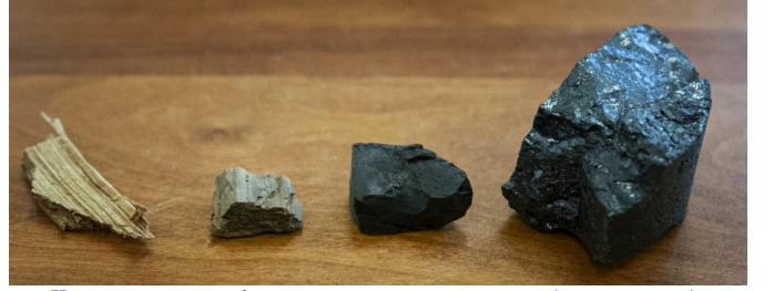Четыре стадии углефикации растительных остатков (слева направо): древесина, лигнит, суббитуминозный (бурый) уголь, битуминозный (каменный) уголь
