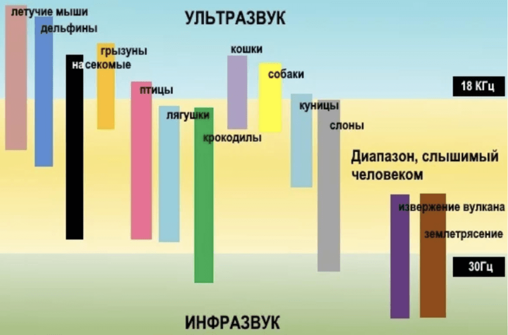 Диапазон звука. Диапазон звуковых частот. Диапазон звука и ультразвука. Диапазон слуха животных. Частота ультразвука.