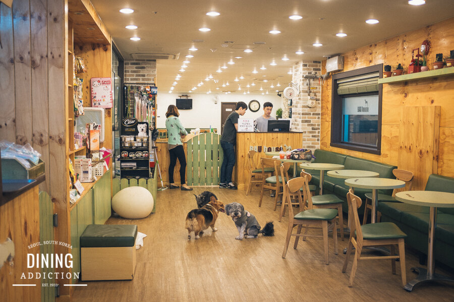 Собака кафе. Bau House Dog Cafe Корея. Собачье кафе в Корее. Кафе с собаками в Корее. Антикафе с собаками.