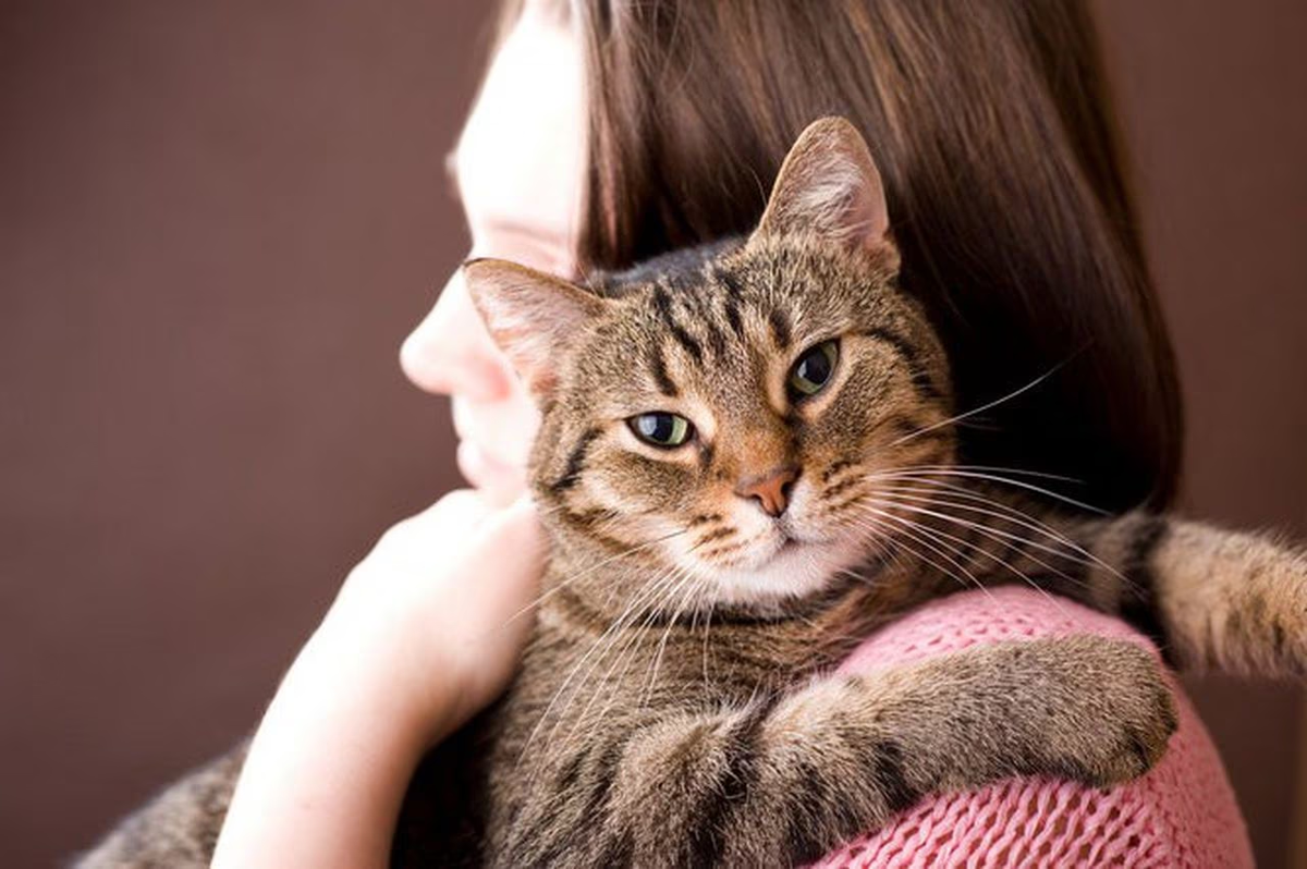 Кошки начали говорить. Кошки Shutterstock. Интуиция кошки. Кошка интуитивно. Умеют ли кошки петь.
