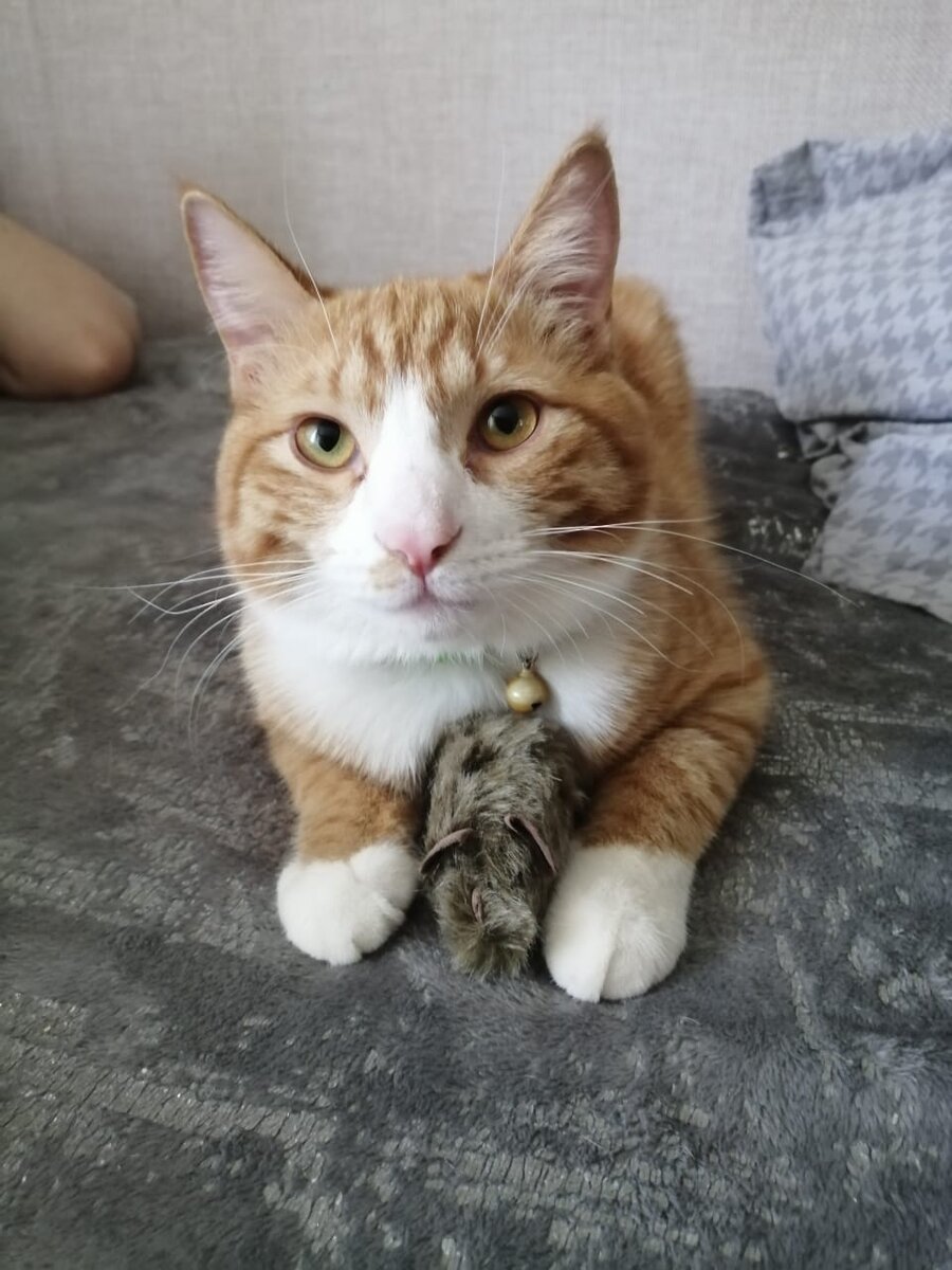 Фото принадлежит автору канала "Я - мачеха" Ольге. Семён с любимой мышей в лапках.