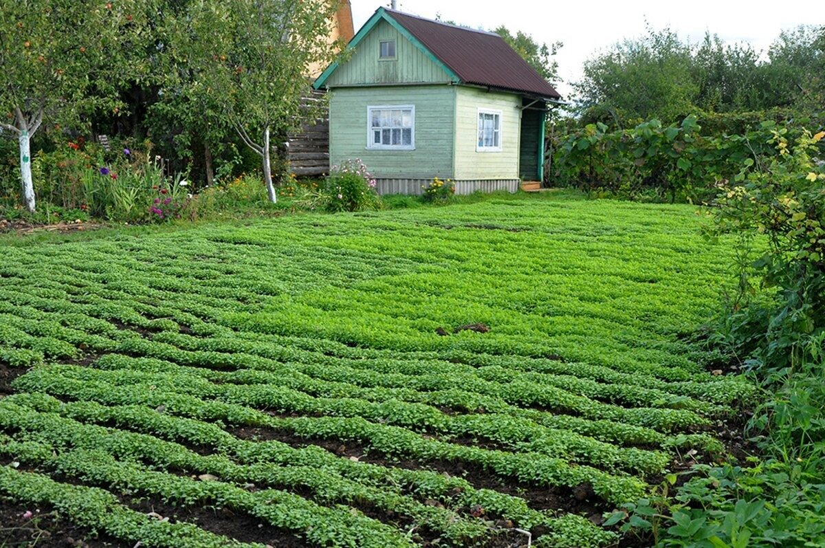 Сидераты на грядке