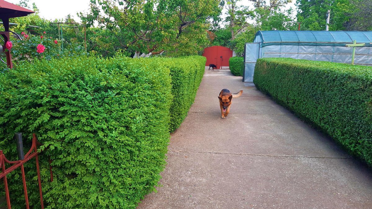 Наша самшитовая аллея