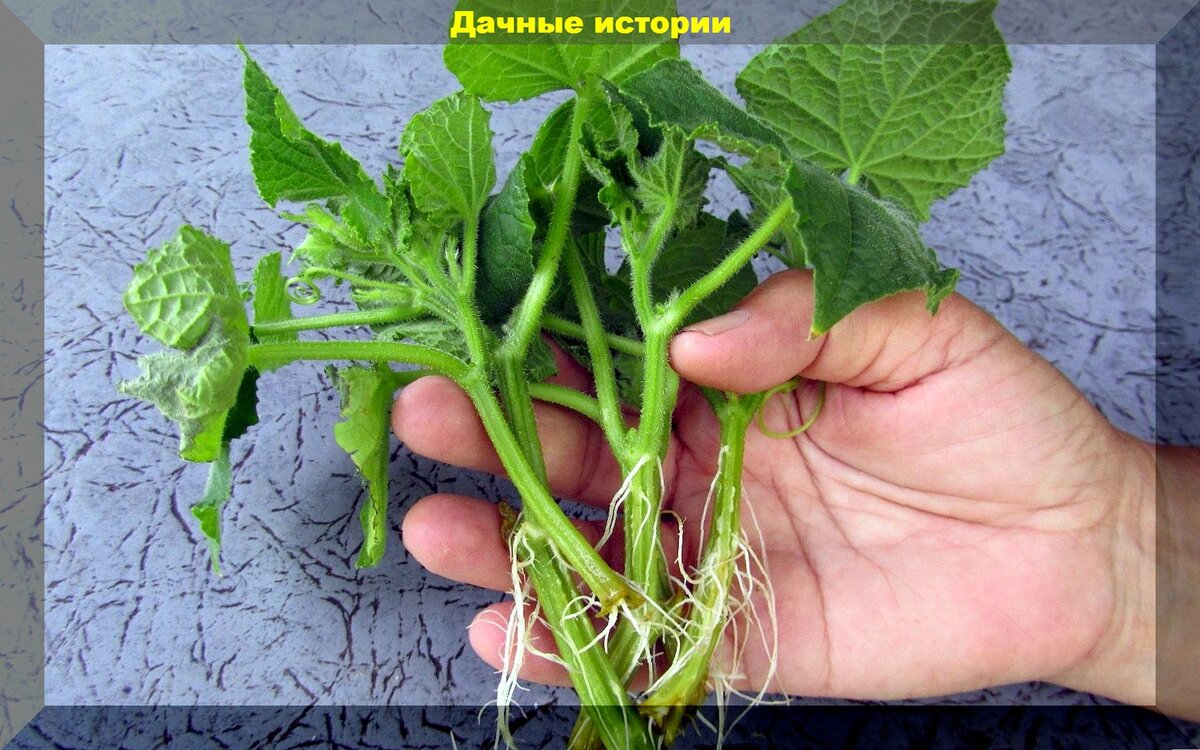 https://vk.com/photo-159774511_457261291