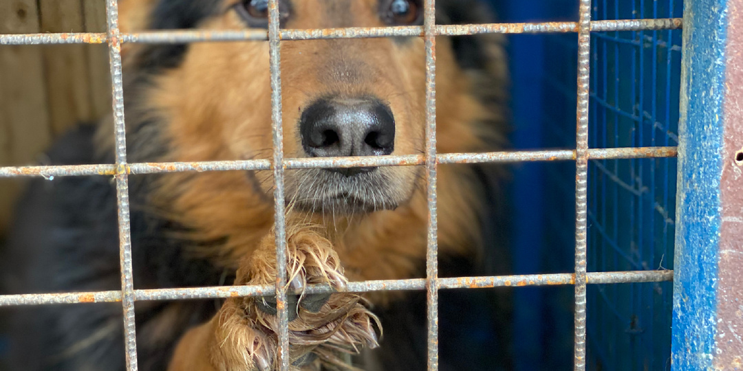 Ромашка: три дня в снегу, 2 года в одиночестве