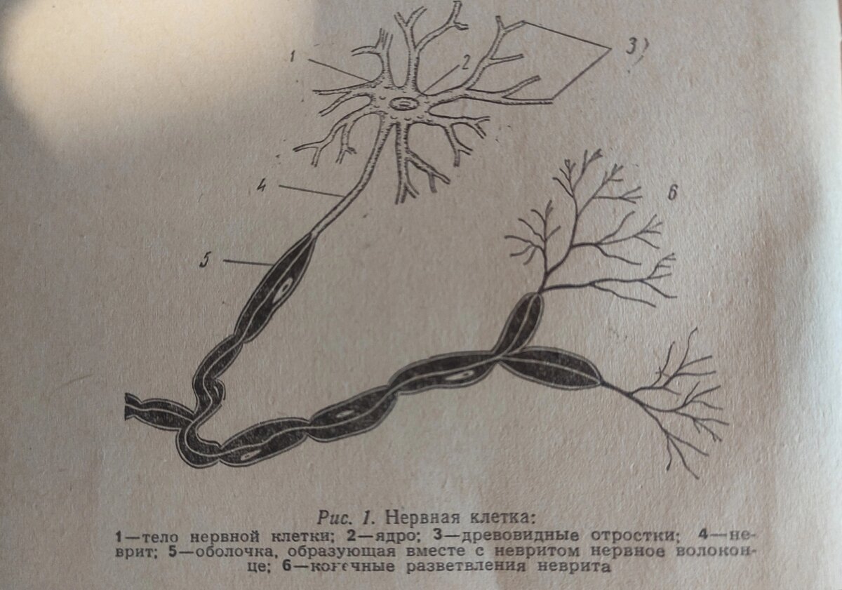 Нервная ткань.