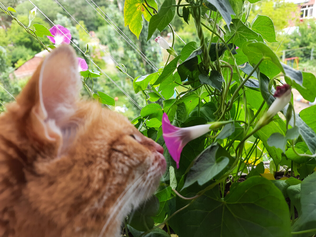 Тёмное пятнышко в цветке - как раз подушечка. Очень желанная.