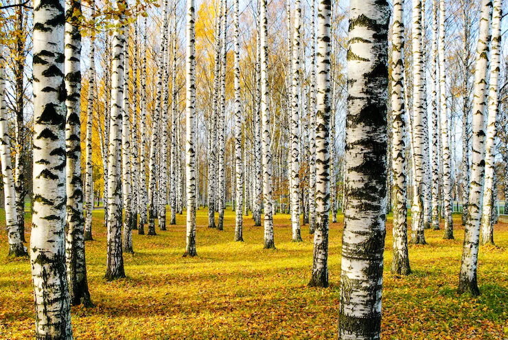 [caption id="attachment_233211" align="alignnone" width="740"] Праздник 19 июля 2023[/caption]