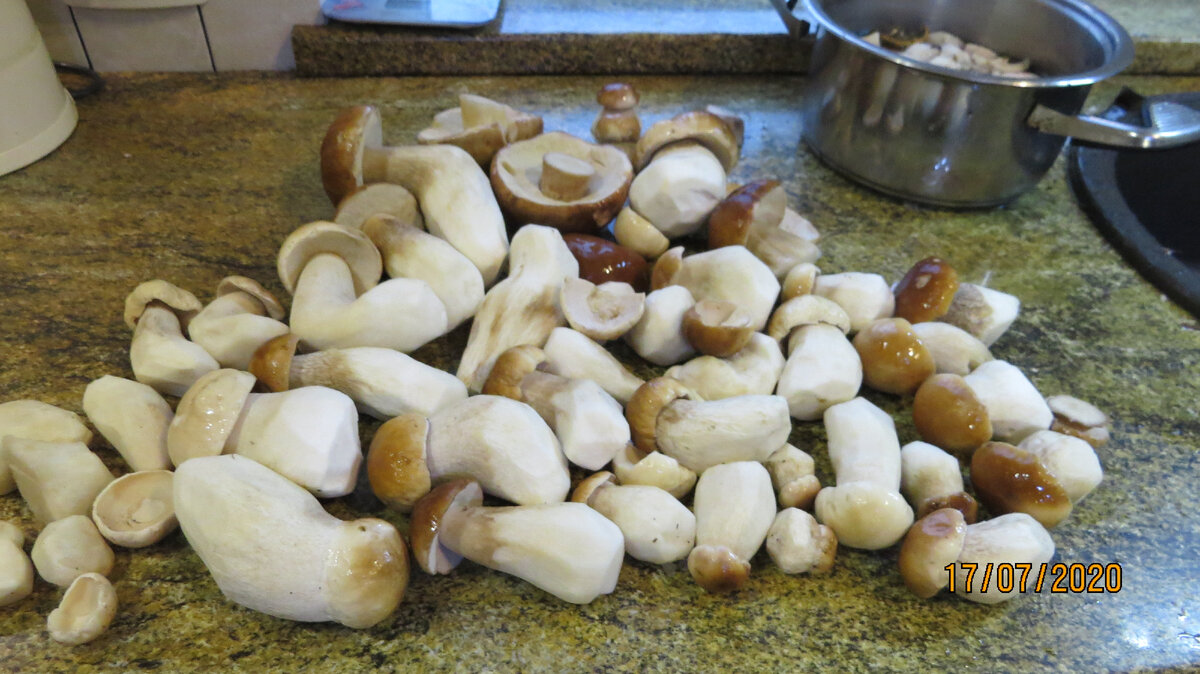 Если каждый день собирать грибы врастают стандартного размера. Фото автора.